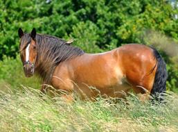 Horse Bird Mane