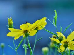 little butterfly on yellow flowers