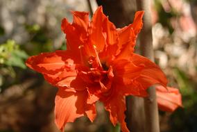 Orange Flower Small Flora