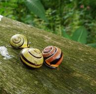 snail shells on the tree moss.