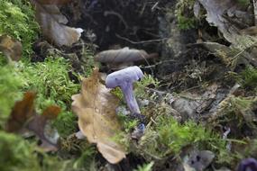 raw mushrooms in leaves in the woods