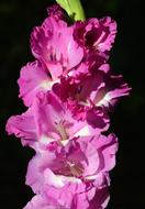 Gladiolus Gladidus Butterfly