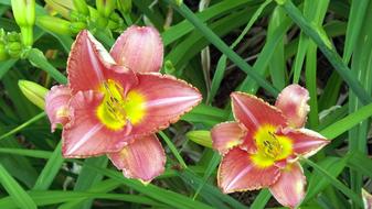 beautiful flowers in the grass