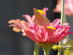 gorgeous flower on stems kind of
