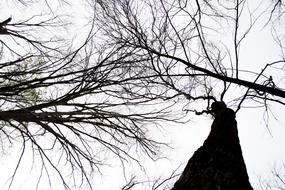 Trees Line Tree