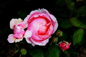 Flower Pink Rose Full Bloom