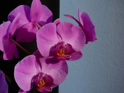 gorgeous house orchids