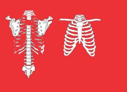 skeleton anatomy red background drawing