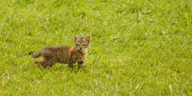 Animals Cat Domestic