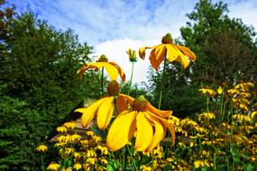 yellow flowers are beautiful in the garden