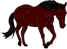 horse animal nature mammal