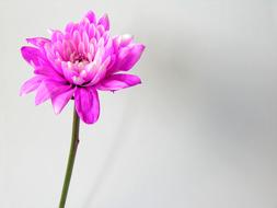 Flower Purple