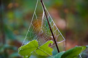 cobwebs on branches in the forest