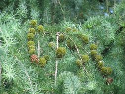 fruit of the trees in the forest on a branch