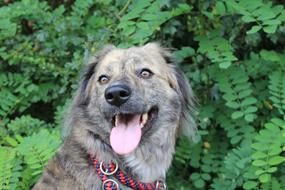 gray domestic dog on the background of a green bush