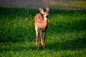 Deer Floral Animal