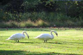 Swan Bird