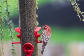 Finch Bird
