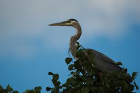 Heron Bird on tree and sky