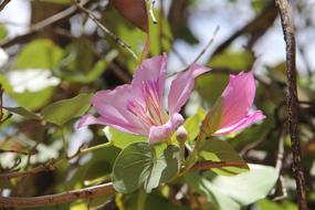 Flower Spring