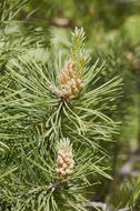 Forest Tree Pine Cone Coniferous