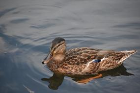 Duck Close-Up Swim Water