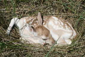 Fallow Deer Baby Kitz