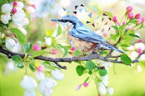 Bird Nature Animal