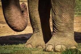 Elephant Animali Zoo