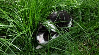 Grass Kitty Cat Black And