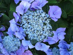 Blue flowers close up