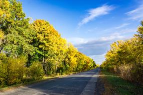 Autumnal forestry Road