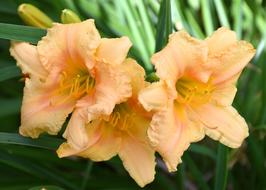 Yellow Day Lillies Flowers