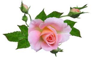 beautiful rose on a white background