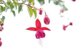 flower arch