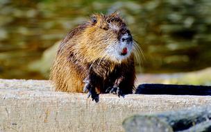 Nutria Rodent Water Rat Species Of