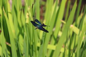 Dragonfly Insect