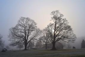 Fog Trees Sun