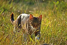 Mieze Cat Tiger