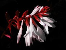 inflorescence with red stem and white Flowers in darkness