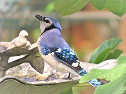 Bird Blue And White Jay