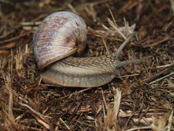 snail hiding