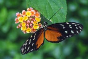 Butterfly Exotic Insect