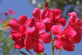 spring pink flowers in the sunshine