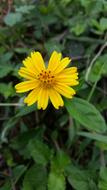 Flower Yellow