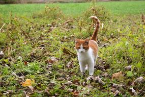 Cat Pet Kitten