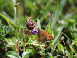 Small Meadow Bird Fire Falter