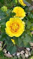Rose Yellow Summer