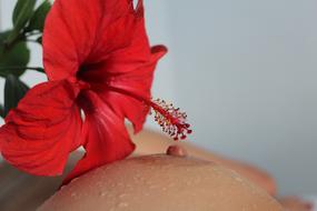 Erotica Breast Nipple