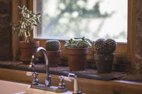 cacti in kitchen design